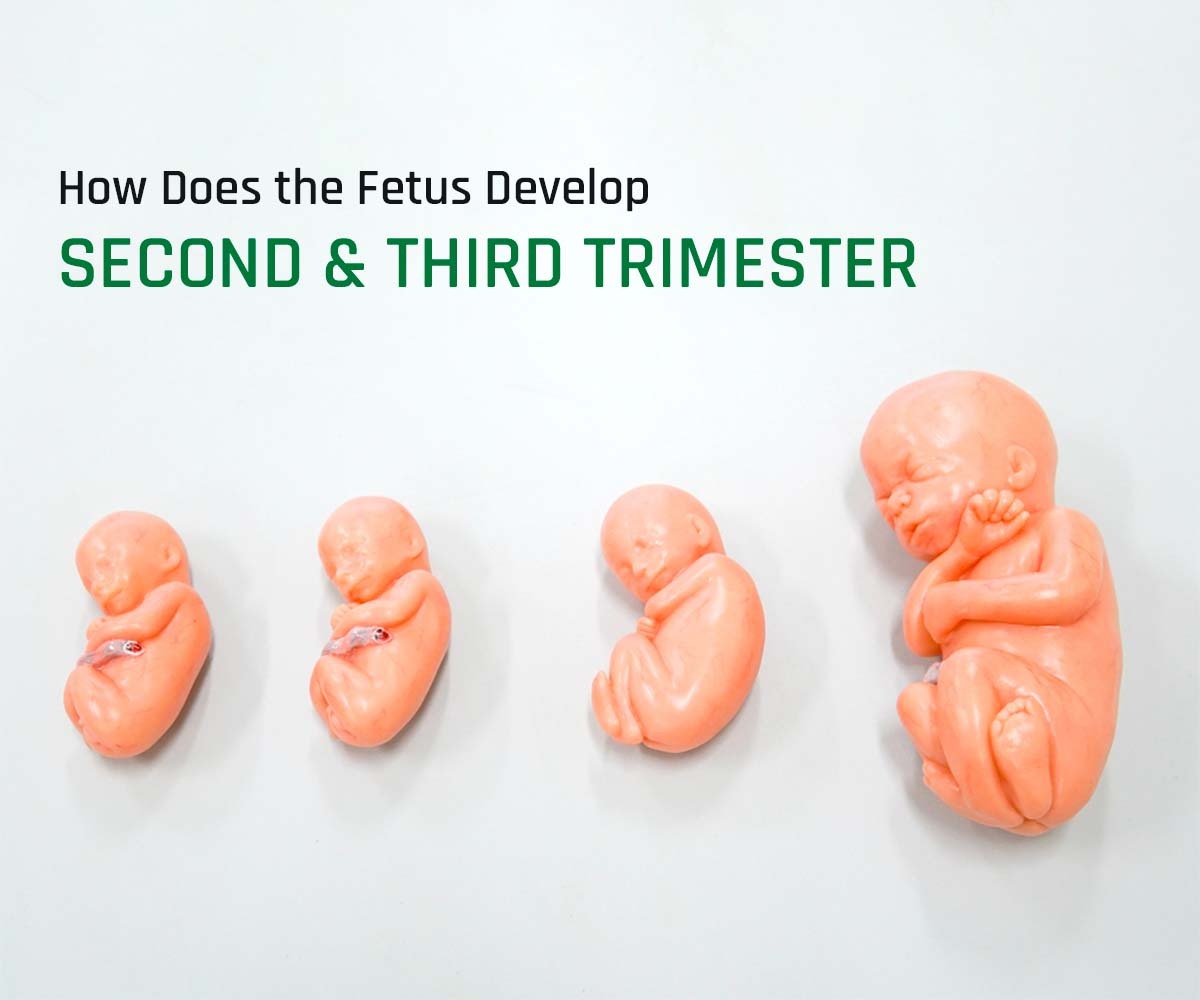 How Does the Fetus Develop – Second & Third Trimester