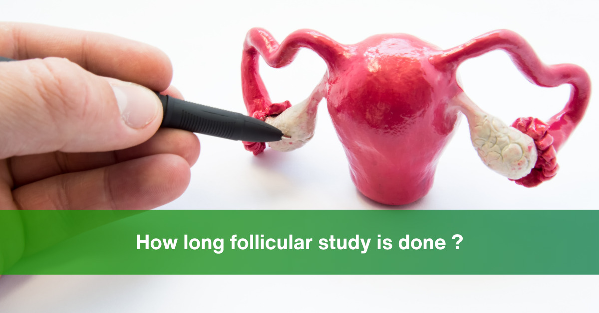 How long follicular study is done