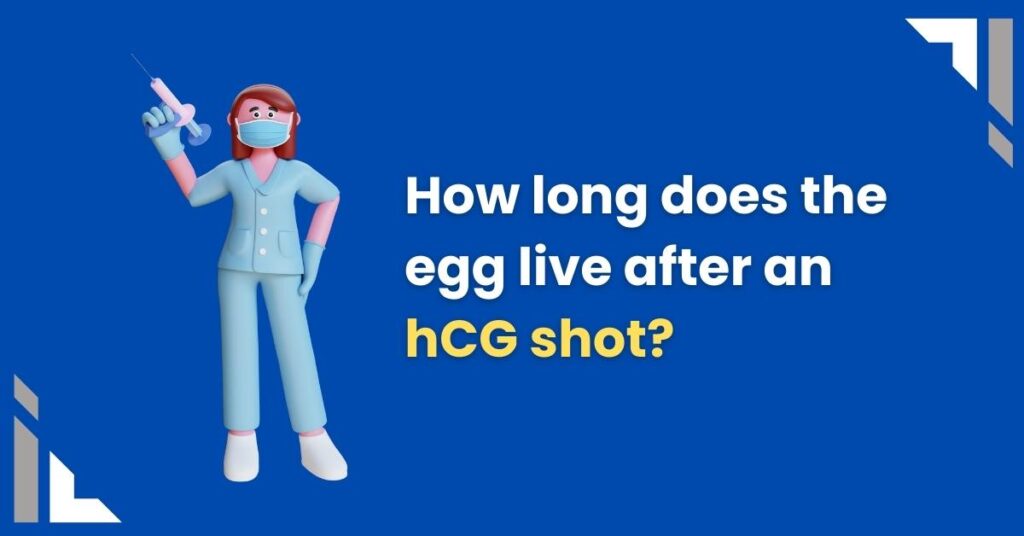how long does the egg live after an hcg shot