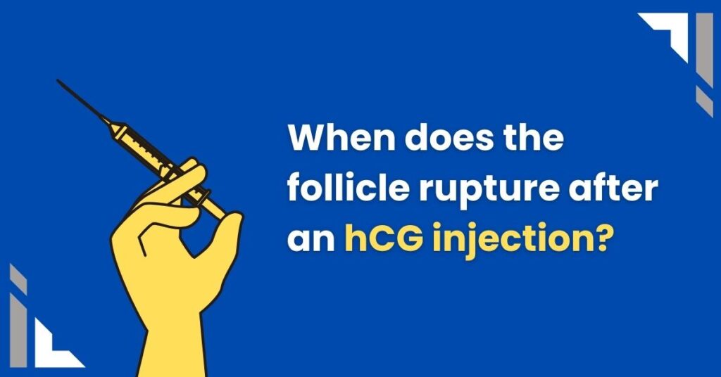 when does the follicle rupture after an hcg injection